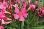 Nerium oleander Catalina