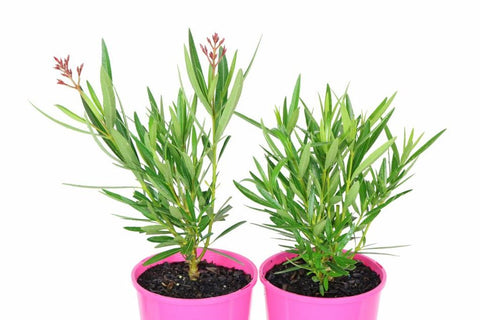 Nerium oleander Catalina