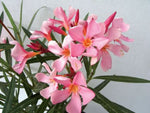 Nerium oleander Isabella