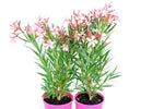 Nerium oleander Isabella