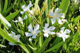 Nerium oleander Madoni Grandiflora