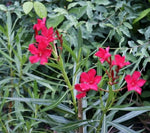 Nerium oleander Monrovia Red