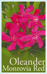 Nerium oleander Monrovia Red