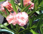 Nerium oleander Mrs. F. Roeding