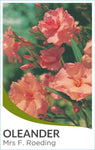 Nerium oleander Mrs. F. Roeding