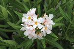 Nerium oleander Sofia