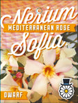 Nerium oleander Sofia