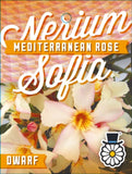 Nerium oleander Sofia