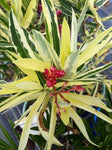 Nerium oleander Splendens Variegatum