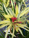 Nerium oleander Splendens Variegatum