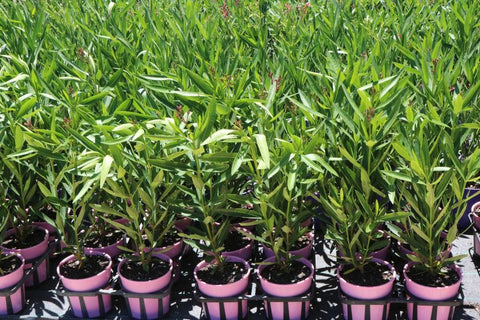 Nerium oleander Splendens