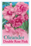 Nerium oleander Splendens