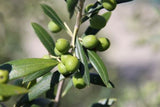 Olea Garden Harvest