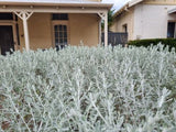 Olearia axillaris (Tucker Bush Wild Rosemary)