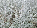 Olearia axillaris (Tucker Bush Wild Rosemary)