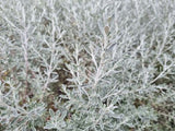 Olearia axillaris (Tucker Bush Wild Rosemary)