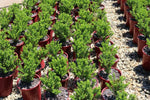 Olearia homolepis Sweet and Small