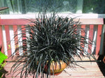 Ophiopogon Black Beard