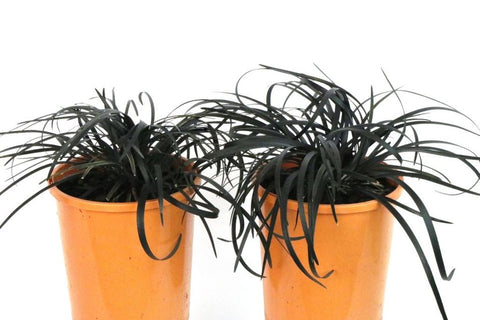 Ophiopogon Black Beard