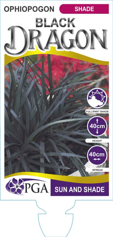 Ophiopogon Black Dragon