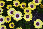 Osteospermum Blue Eyed Beauty