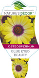 Osteospermum Blue Eyed Beauty