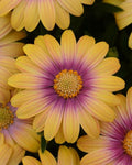 Osteospermum Blushing Beauty