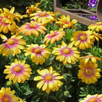 Osteospermum Blushing Beauty