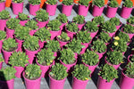 Osteospermum Blushing Beauty