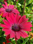 Osteospermum Daisy Chain Burgundy