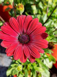 Osteospermum Daisy Chain Burgundy