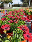 Osteospermum Daisy Chain Burgundy