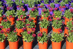 Osteospermum Daisy Chain Burgundy