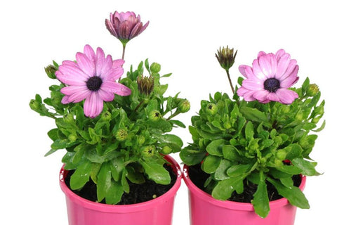 Osteospermum Daisy Chain Pink