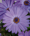 Osteospermum Power Packed Blue