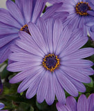 Osteospermum Power Packed Blue