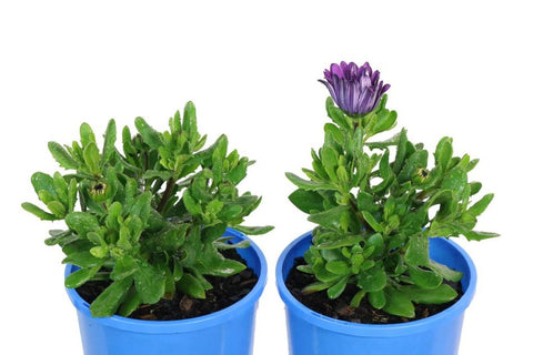 Osteospermum Power Packed Blue