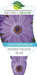 Osteospermum Power Packed Blue