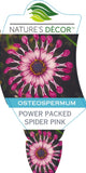 Osteospermum Power Packed Spider Pink