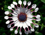 Osteospermum Power Packed Spider White