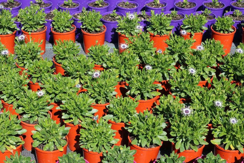 Osteospermum Power Packed Spider White