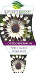 Osteospermum Power Packed Spider White