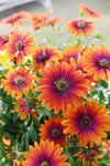 Osteospermum Purple Sun