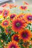 Osteospermum Purple Sun