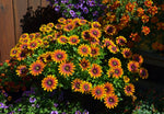 Osteospermum Purple Sun