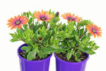 Osteospermum Purple Sun