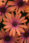 Osteospermum Serenity Bronze