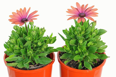 Osteospermum Serenity Bronze