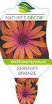 Osteospermum Serenity Bronze