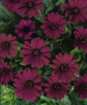 Osteospermum Serenity Dark Purple